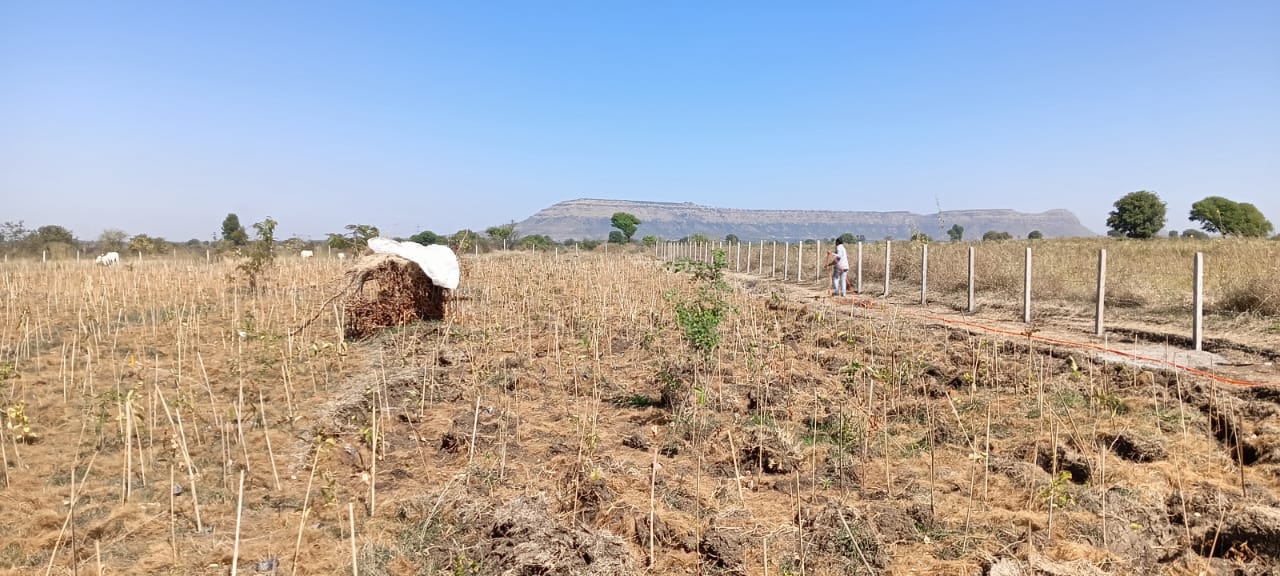 Native Plant service for Miyawaki plantation